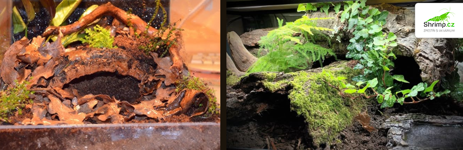 terarium-pro-stira