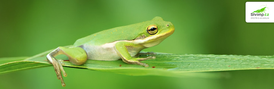 rosnicka-karolinska-hyla-cinerea