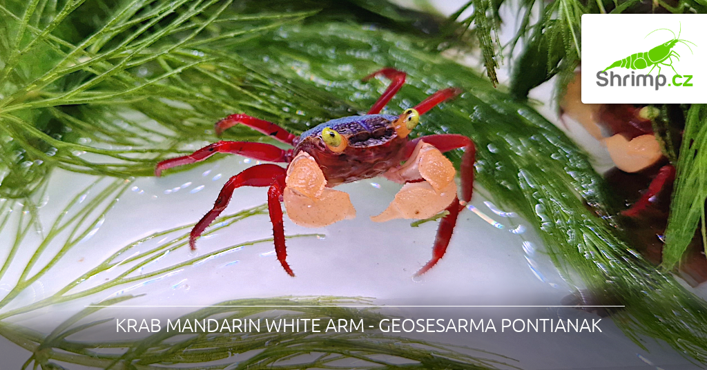 crab-mandarin-white-arm