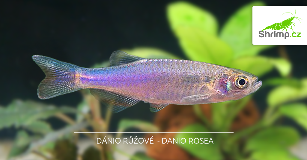 danio-rosea-v-shrimp.cz