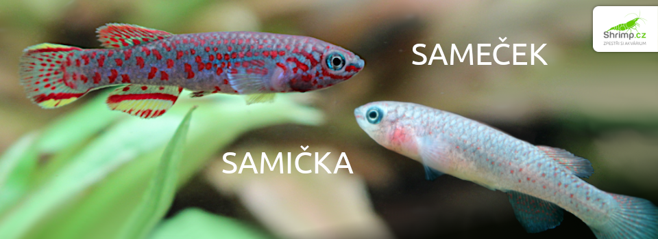 halancik-gardneruv-samecek-a-samicka