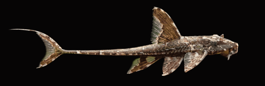 loricaria-filamentosa