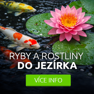 ryby-a-rostliny-do-jezirka