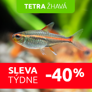 tetra-zhava-sleva