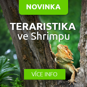 teraristika-akvaristika-shrimp