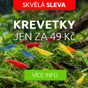 krevetky-do-akvaria-sleva