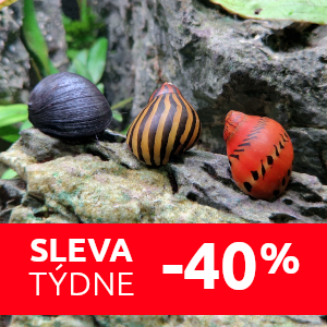 neritiny-sleva-plzi-do-akvaria