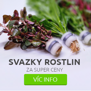 akvarijni-rostliny-levne