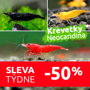 krevetky-do-akvaria