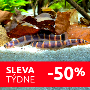 sekavec-pricnopasy-mini-rybky-sleva