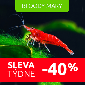 bloody-mary