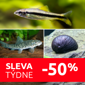 sleva-tydne-bojovnici-proti-rasam-do-akvaria
