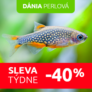 danio-perlove-rybicky-do-akvaria