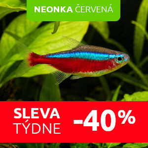neonka-cervena-akvarijni-rybicky-slevy