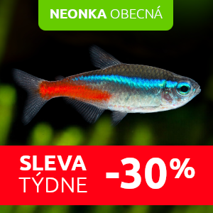 neonka-obecna-rybicky-do-akvaria
