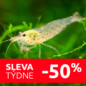amano-kreveta-l