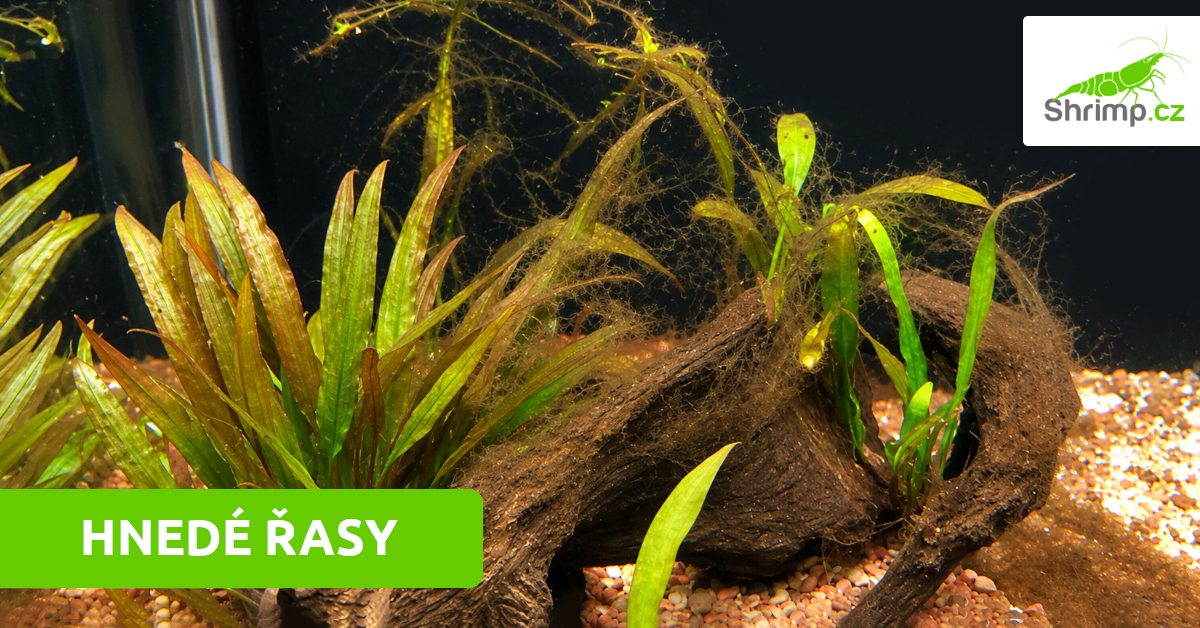 hnede-rasy-v-akvariu