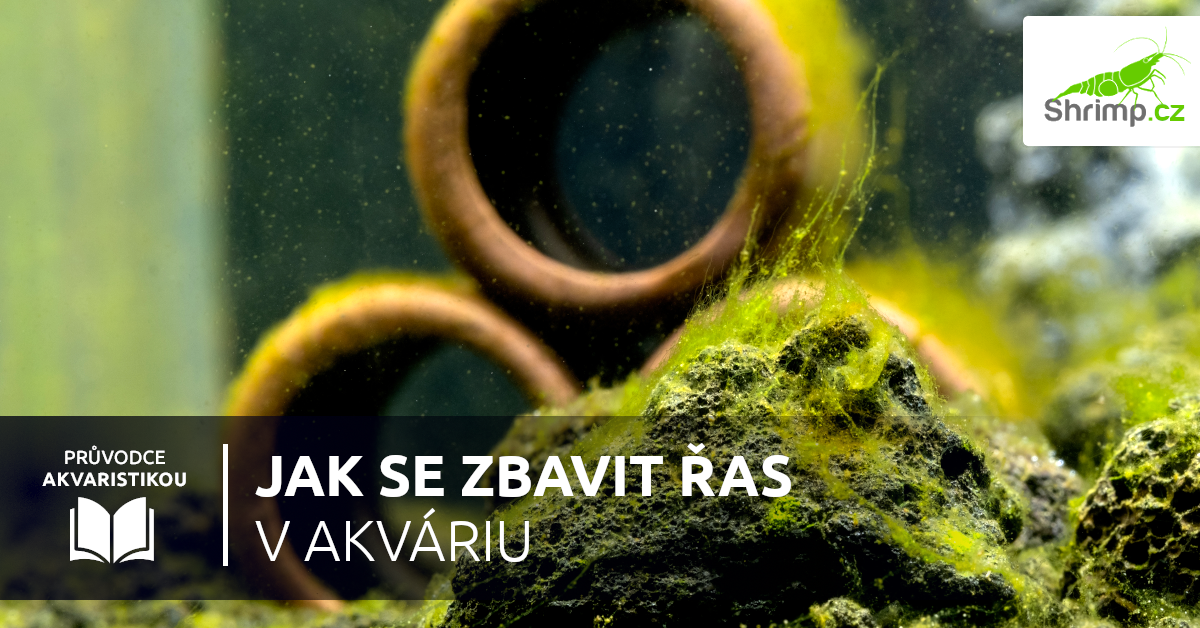 Jak-se-zbavit-ras