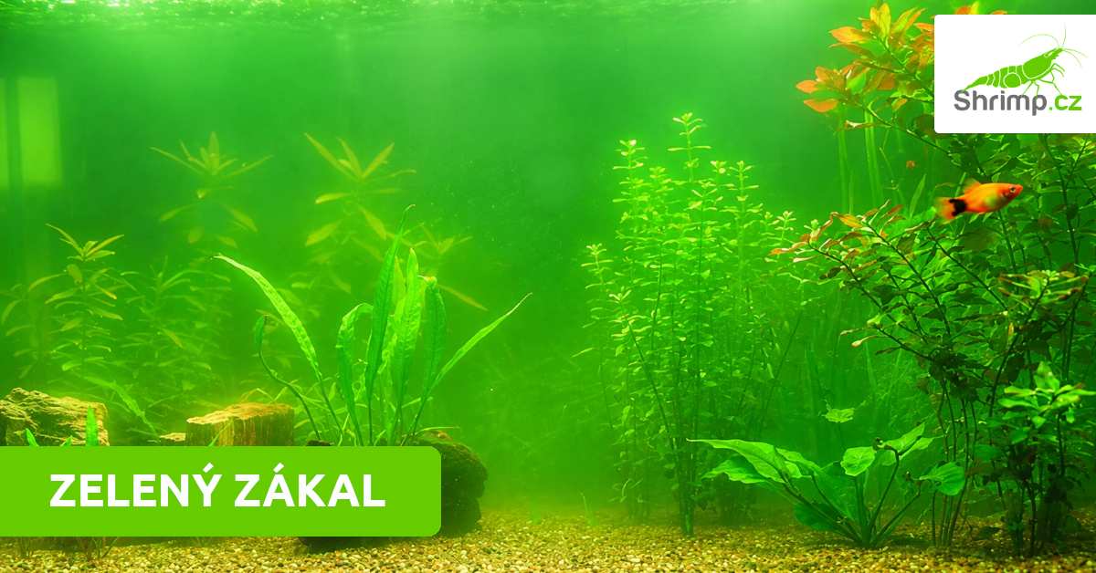 zeleny-zakal-v-akvariu