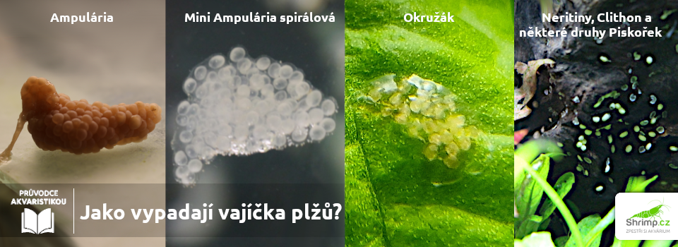 jak-vypadaji-vajicka-plzu