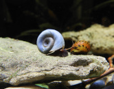 druhy-plzu-v-akvariu