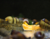 starostlivost-o-plze