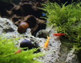 vyznam-plzu-v-akvariu