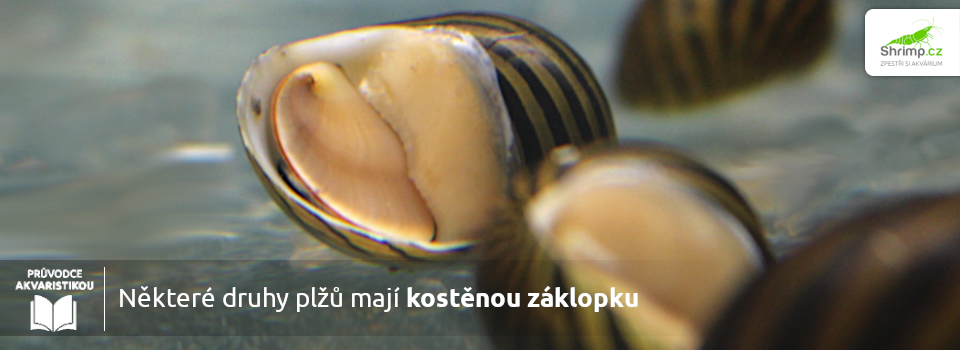 jenom-nektery-plzi-maji-kostenou-zaklopku