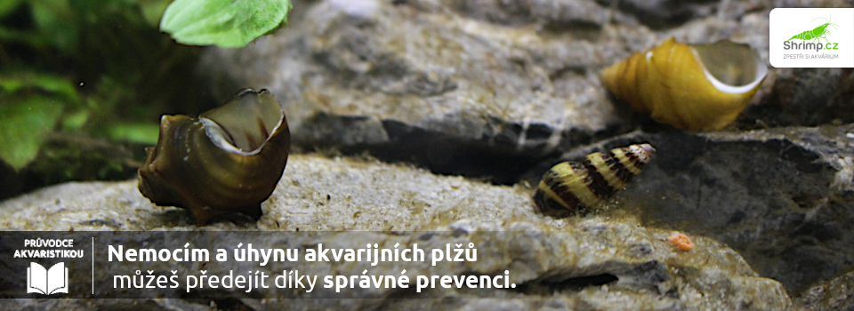 nemocim-a-uhynu-plzu-zle-predist-diky-spravne-preveci
