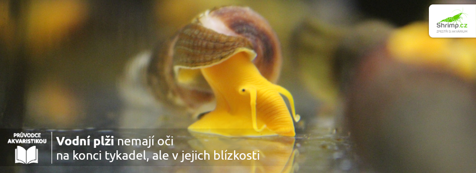 vodni-plzi-maji-oci-v-blizkosti-tykadel