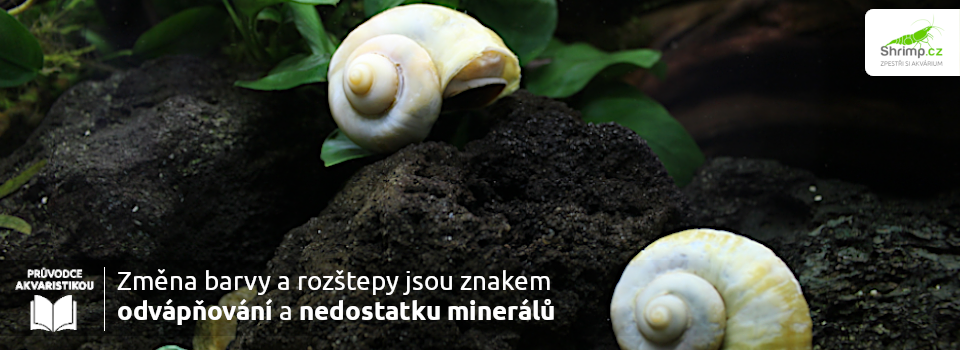 odvapnene-ulity-plze-ampularia