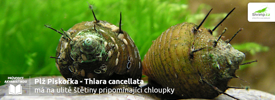 piskořka-ma-na-ulite-stetiny-pripominajici-chloupky