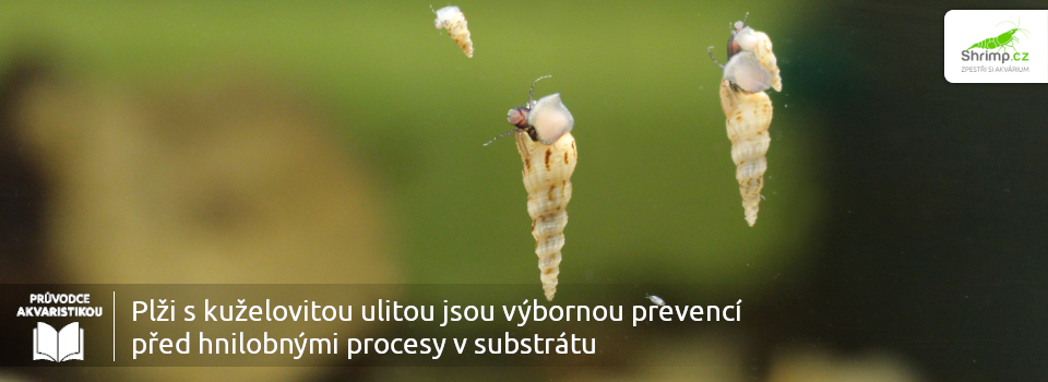 plzi-s-kuzelovitou-ulitou-jsou-prevenci-pred-hnilobnymi-procesy