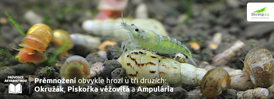 premnozeni-hrozi-jenom-u-troch-druhu-plzu