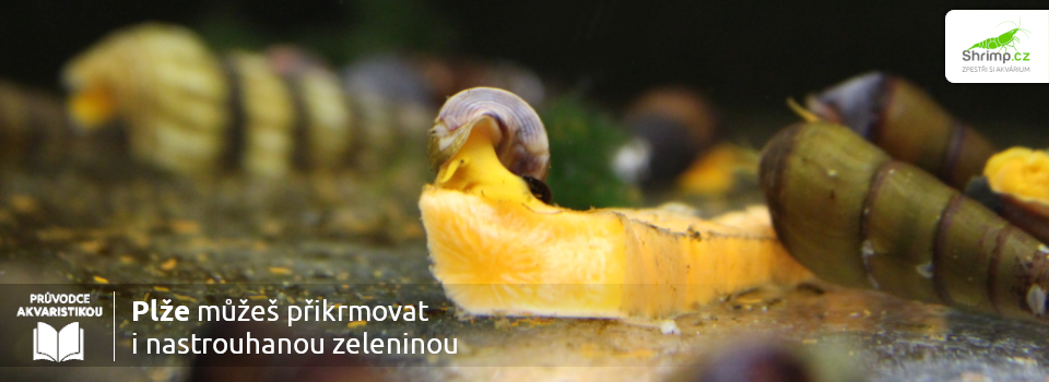 plzi-muzes-prikrmovat-surovou-zeleninou