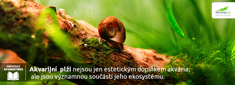 plzi-jsou-vyznamnou-soucasti-ekosystemu-akvaria