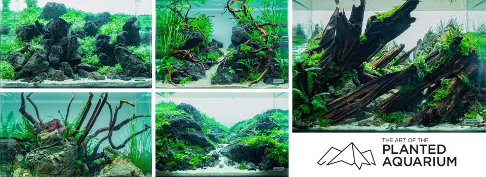 The Art of the Planted Aquarium