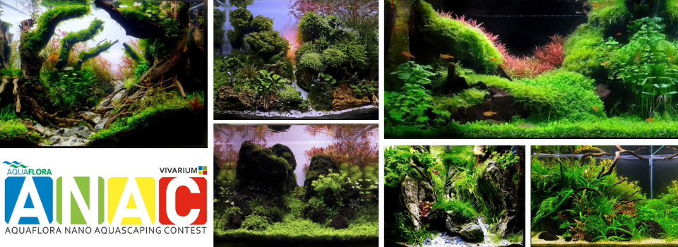 Aquaflora Nano Aquascaping Contest