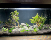 Jak založit akvarium