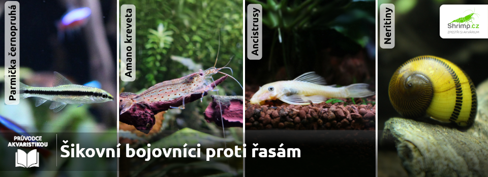 zivocichy-proti-rasam