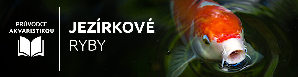 blog-o-jezirkovych-rybach