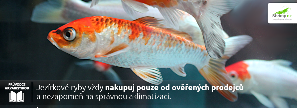 nakupuj-jenom-od-overenich-predajcu