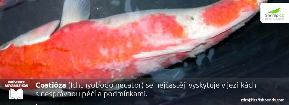 costioza-se-casto-vyskytuje-v-jezirkach-se-spatnou-peci