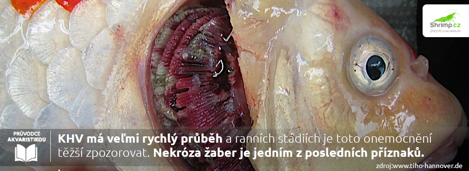 nekroza-zaber-je-jednym-z-poslednych-priznaku-khv