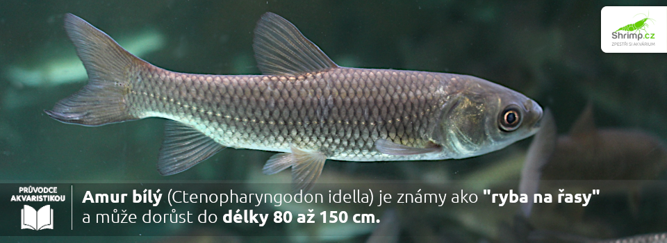 amur-je-znamy-jako-ryby-na-rasy