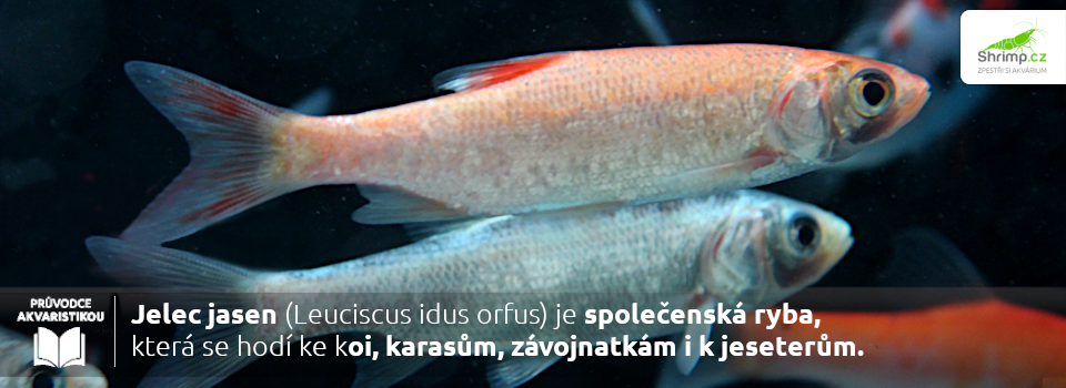 jelec-jasen-je-spolocenska-ryba