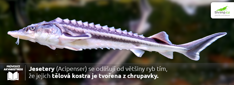 jesetery-maji-kostru-z-chrupavky