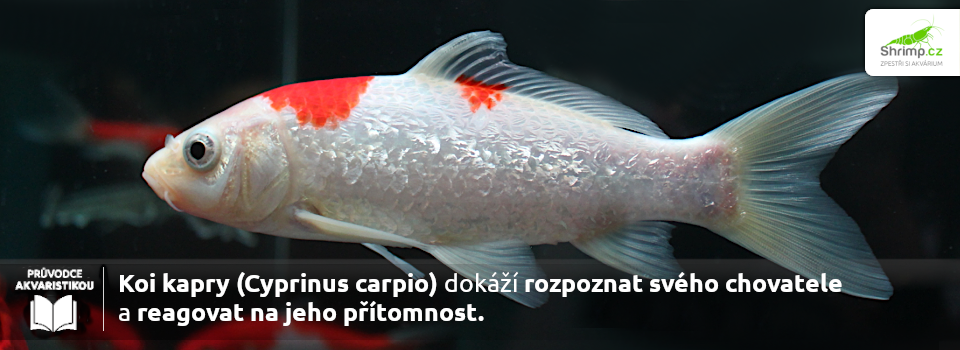koi-kapr-pozna-sveho-chovatele