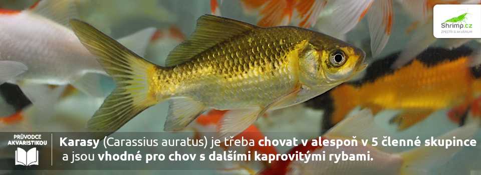 karase-je-vhodne-chovat-skupince