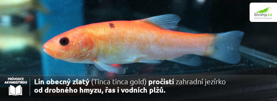 lin-obecny-ti-procisti-jezirko